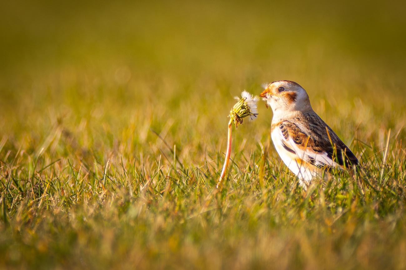 Photo of a snow bunting feeding on dandelions at West Runton.