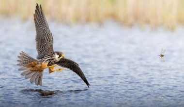 17-Year-Old Photographer Spends Over 200 Hours Capturing His Dream Wildlife Shot