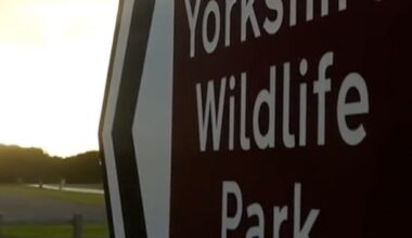 What we know about a tiger attack at Yorkshire Wildlife Park - BBC