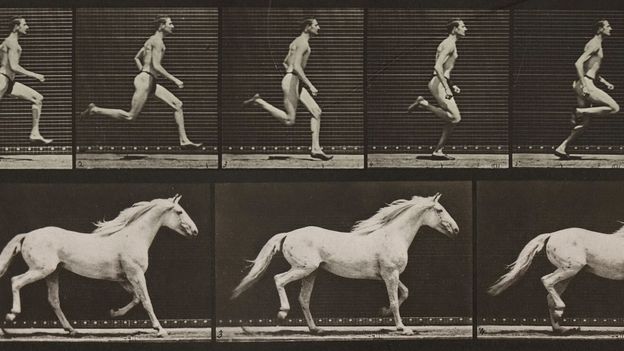 The animals you can't outrun