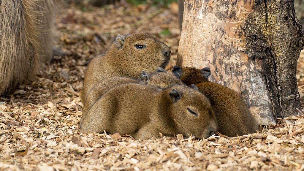 Four capybaras born at Shepreth Wildlife Park, Cambridgeshire