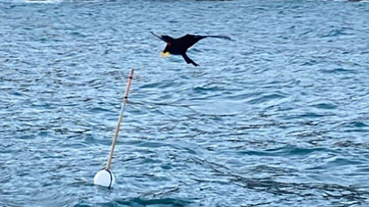 The 'scarybird' kite. Image Credit: Tom Hooper/Society for Conservation Biology Performance of the scarecrow and kite during the 2-year trial<br>