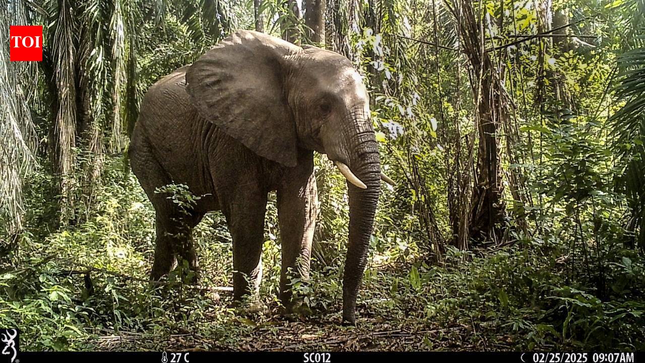 Up to 1,000 elephants climb Tanzania’s 6,500-foot Udzungwa Mountains; 529 recorded using a new 14-km protected wildlife corridor linking their historic habitats with Nyerere National Park across the Kilombero Valley