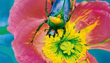 a saturated photo by Elizaveta Porodina of a beetle on a flower