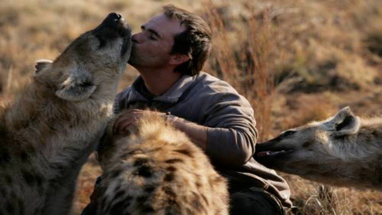 Representative image of Kevin richardson with Hyenas. (Image Credits: Wikimedia Commons) Representative image of Kevin richardson with Hyenas.