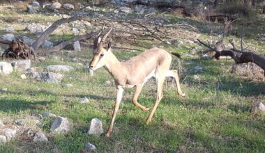 Israel's mountain gazelle survived millennia, but development threatens its future