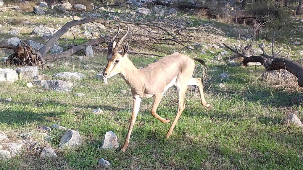 Israeli mountain gazelle (Photo: Plant and Rangeland Ecology Laboratory team) צבי ארץ ישראלי