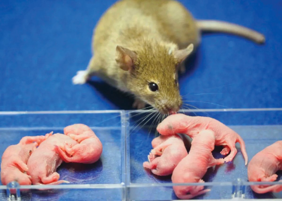 Sex-changing mouse clones may help fight to save endangered species