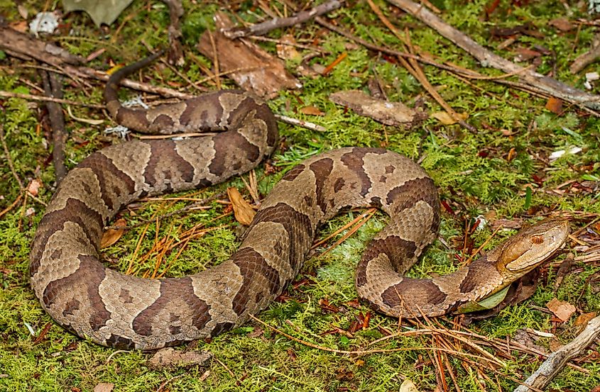 A Northern copperhead snake, one of North America's most common venomous snakes.
