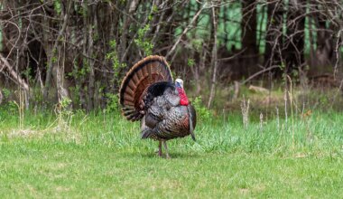 The National Forests With The Most Wild Turkeys