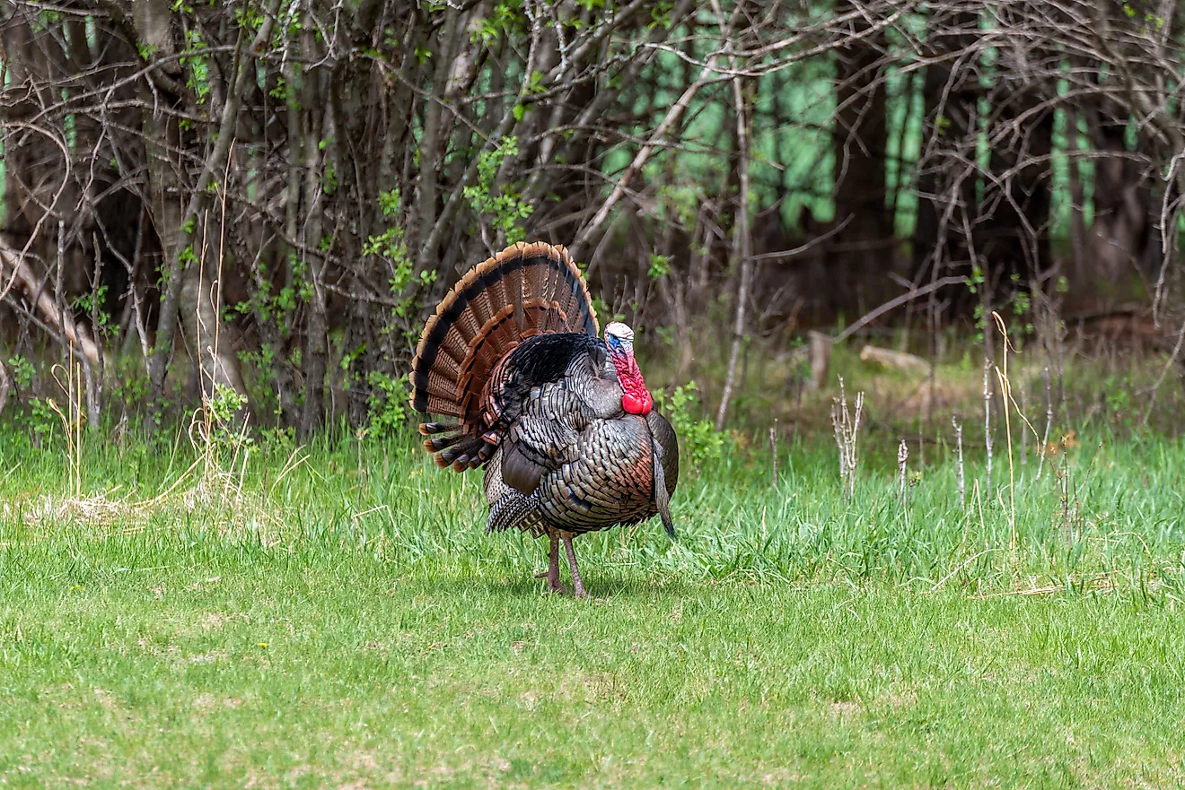 The National Forests With The Most Wild Turkeys