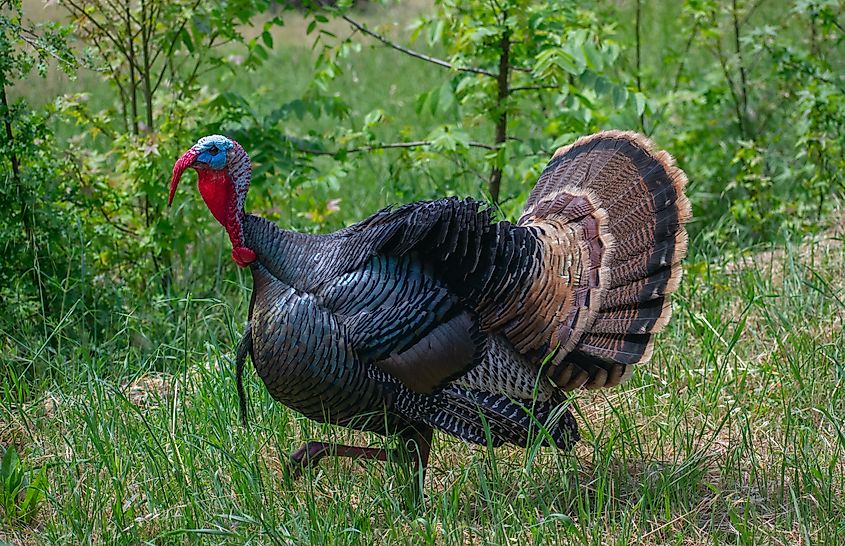 Male Turkey in full display. 