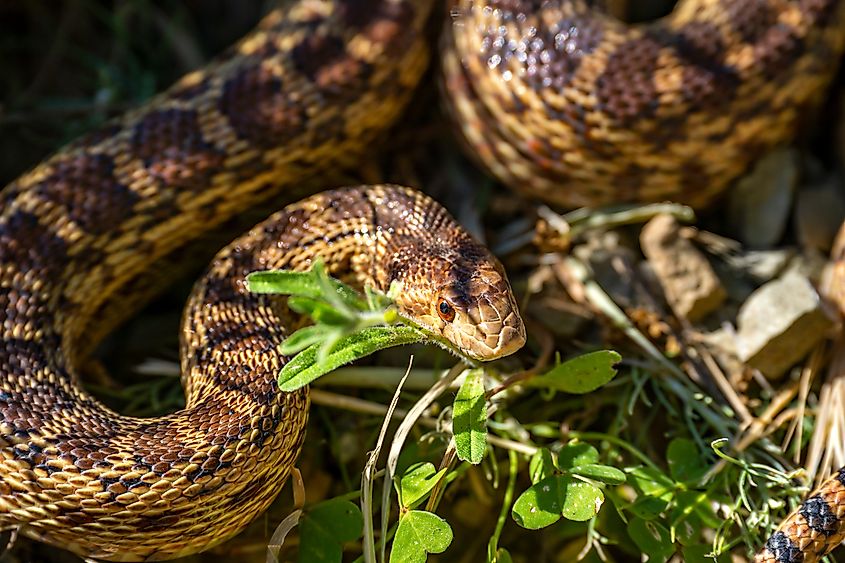A coiled gopher snake with brown blotches resting among low green plants