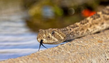 The Most Snake Infested Rivers In Oregon