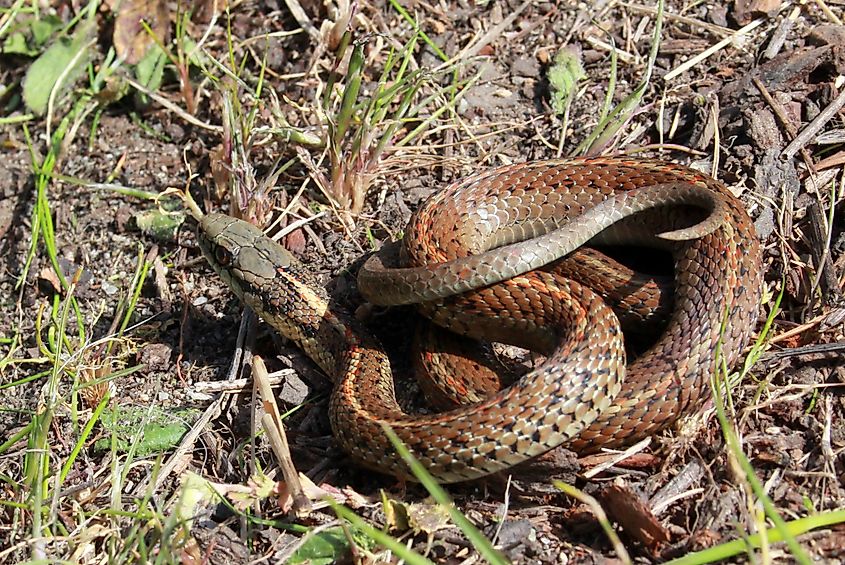 A coiled northwestern garter snake on the ground among dry grass and leaf litter