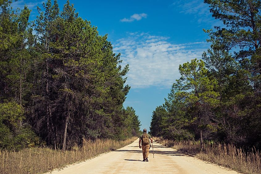 A sandy trail through pine forest in the Ocala National Forest, Florida.