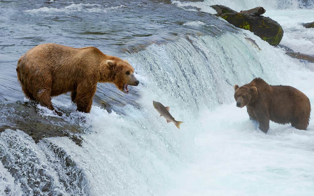 Large grizzly bears fishing together in a river