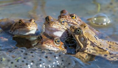 10 Mass Animal Die-Offs That Looked Like the Apocalypse