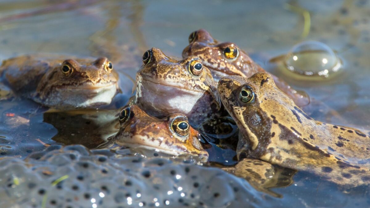 10 Mass Animal Die-Offs That Looked Like the Apocalypse