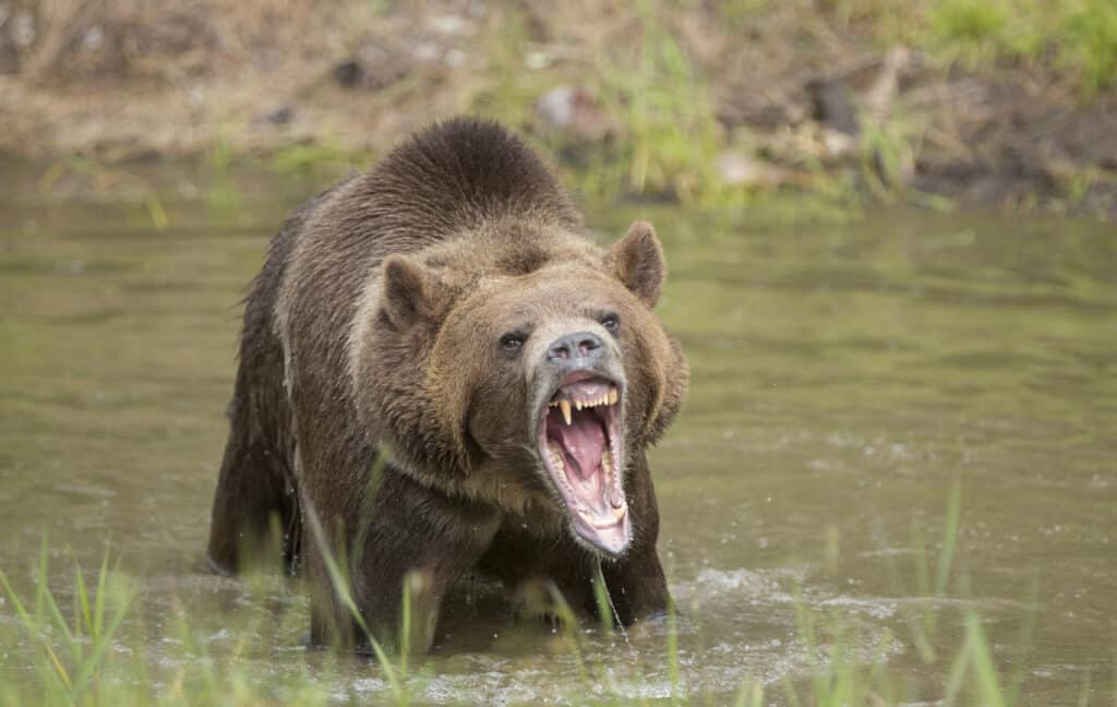 Grizzly bear standing in shallow water