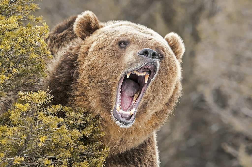 Large grizzly bear roaring from behind a bush