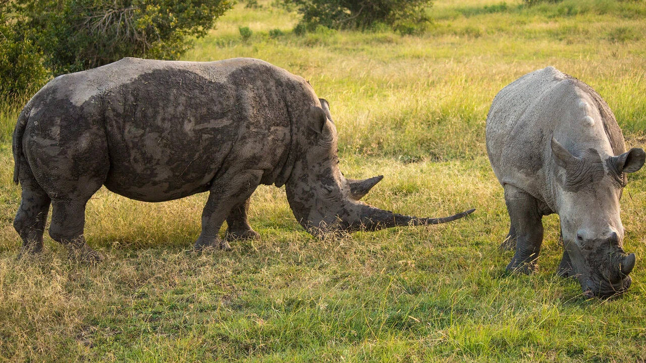 Rhinos at Ol Pejeta Conservancy in Laikipia County, Kenya. Image credits: Wikimedia Commons Southern White Rhinos