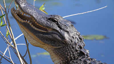In the 1950s, Florida’s pet trade imported South American caimans; decades later, they were competing with native crocodilians in Everglades wetlands