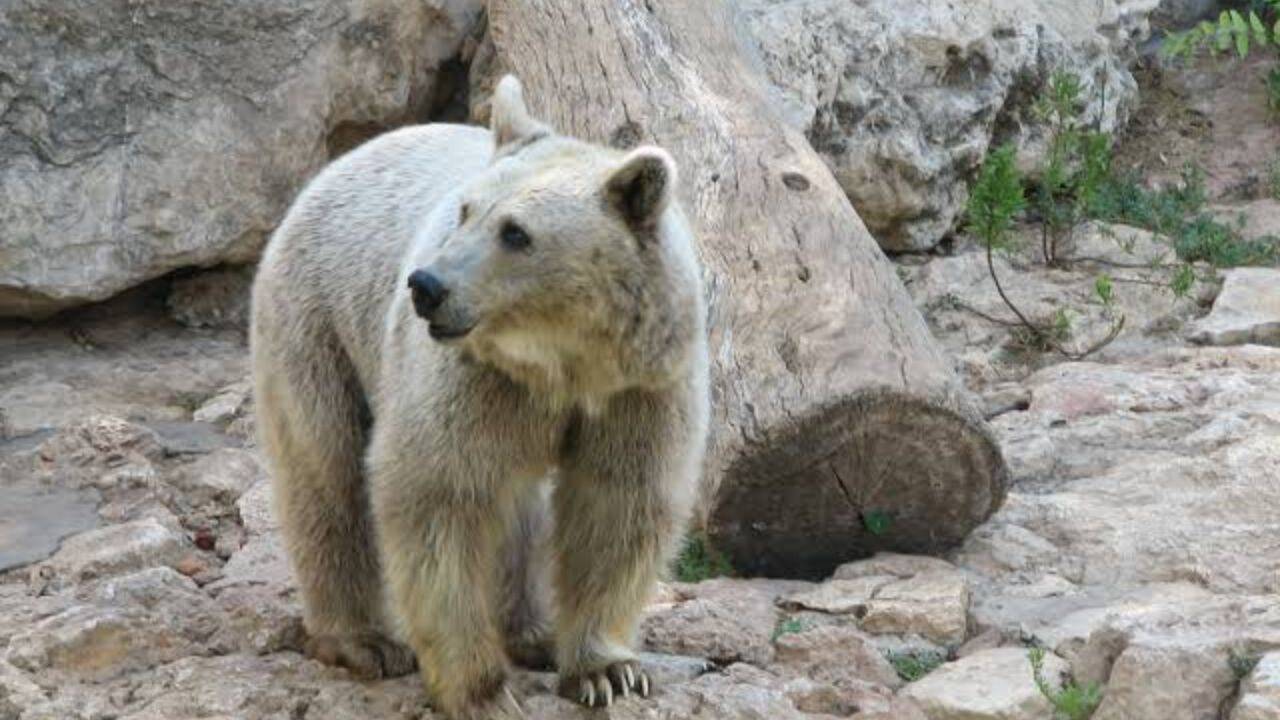 Steven Cree helps open new sanctuary for rescued Syrian brown bears