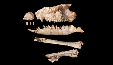 New Gobi Desert Fossil Rewrites a Chapter of Mammal Evolution