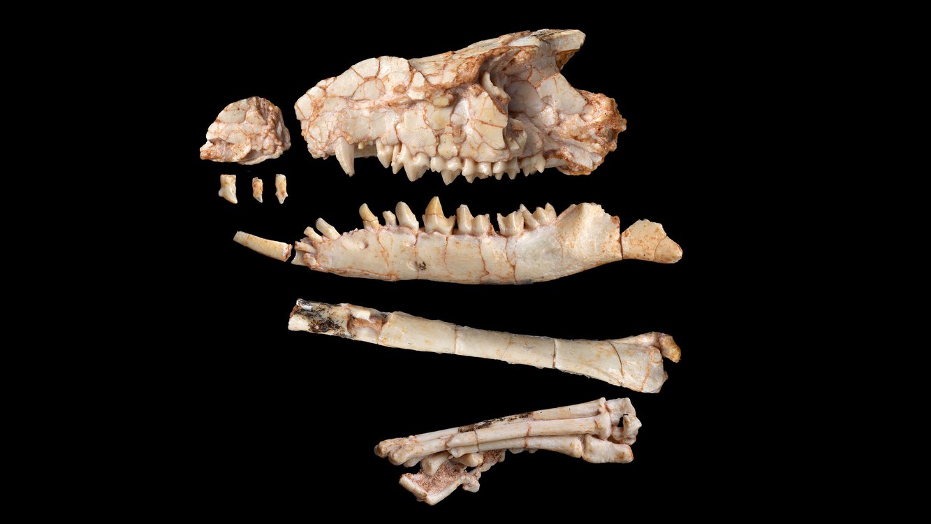 New Gobi Desert Fossil Rewrites a Chapter of Mammal Evolution