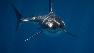 Wild blacktip sharks can hear sounds from nearly 250 feet away and pinpoint where they come from; Florida experiments reveal how the predators locate sound underwater