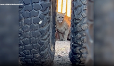 Cougar removed after being spotted outside Moab business