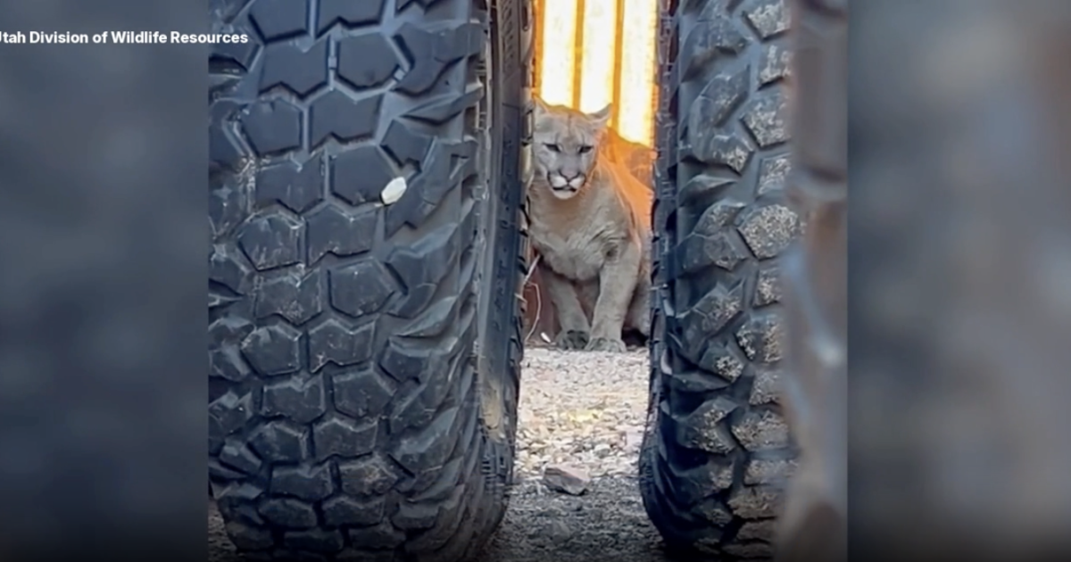 Cougar removed after being spotted outside Moab business