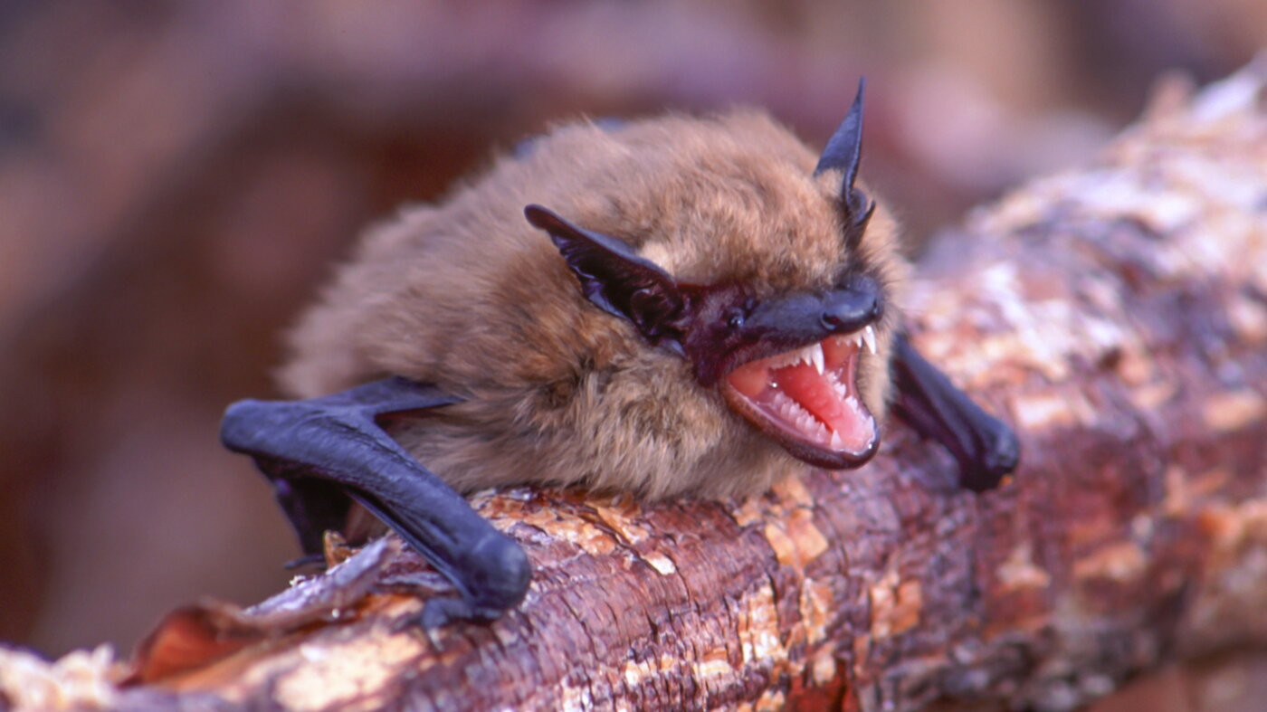 The genetic secret helping bats survive a deadly epidemic : Short Wave : NPR