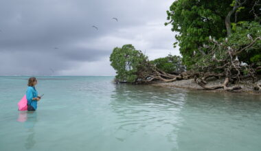 Coral reefs face increasing threats. Seabirds could help : NPR