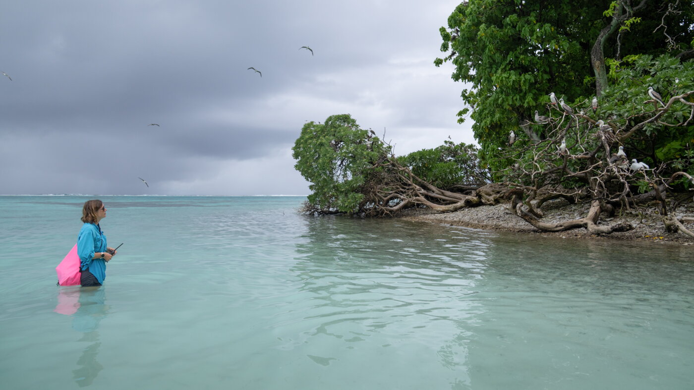 Coral reefs face increasing threats. Seabirds could help : NPR