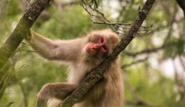 Just like us, macaques seem to fear germs after an outbreak : NPR