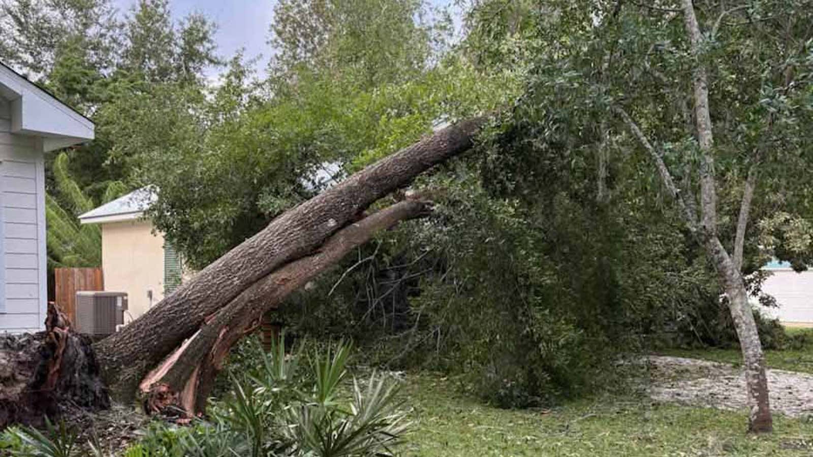 A large fallen tree leaning against another tree in a residential backyard near houses.