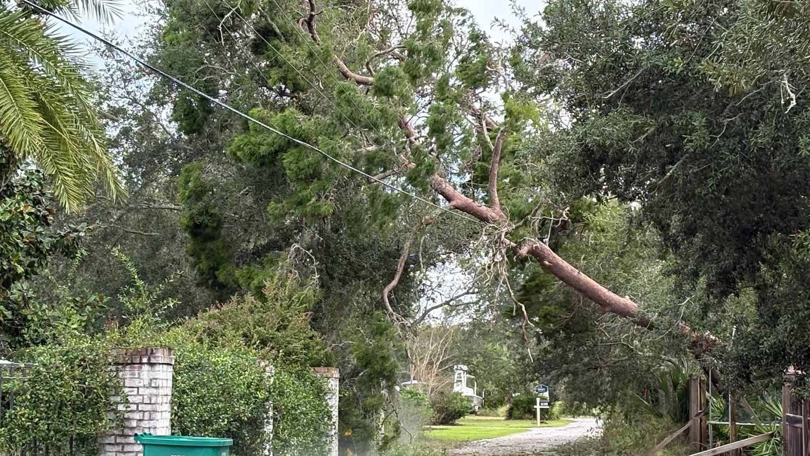 A fallen tree limb hangs over power lines along a tree-lined gravel driveway with brick gate posts.