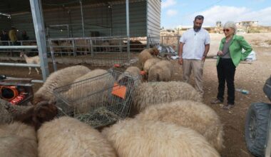 Some Israeli settlers use sheep as tool to push Palestinians from their West Bank homes