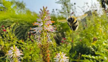 a close-up photograph of a bee coming in for a landing on a flower