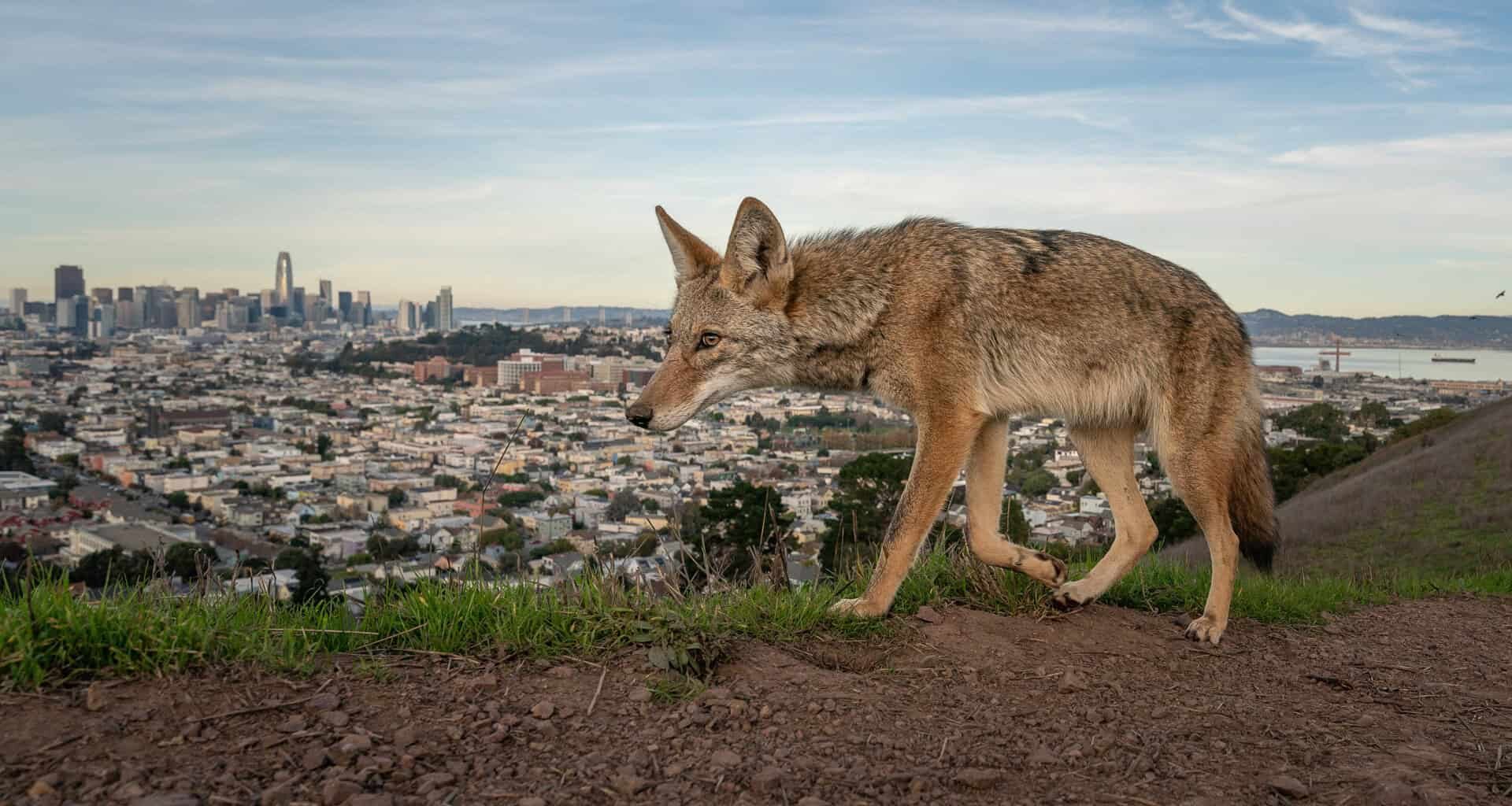 Wildlife photographer of the year 2026, the winning images