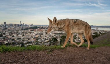 Wildlife photographer of the year 2026, the winning images