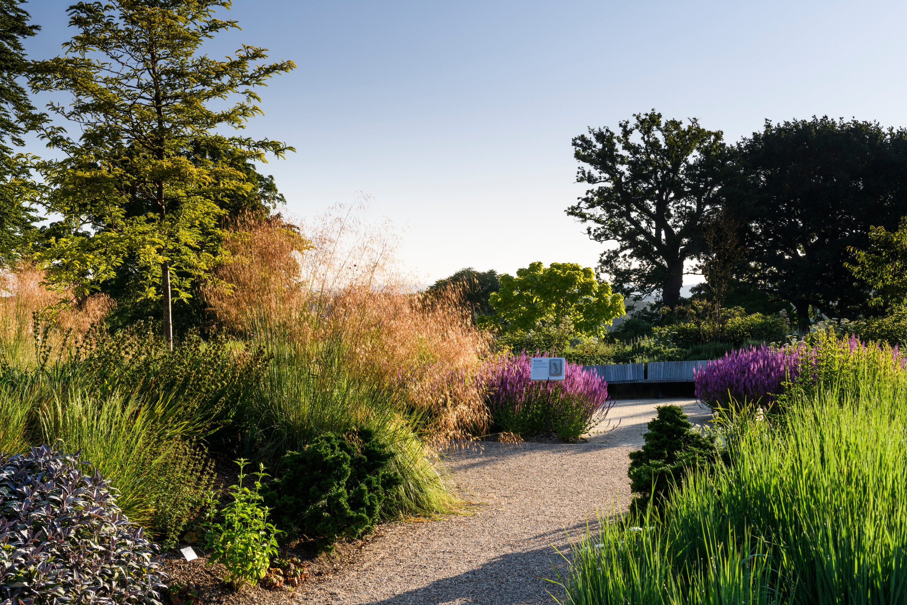 Gravel path through a garden with grasses, purple flowers, and trees.