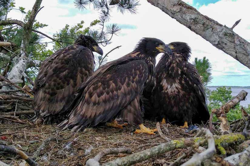 Three white-tailed sea eagle triplets in their nest.