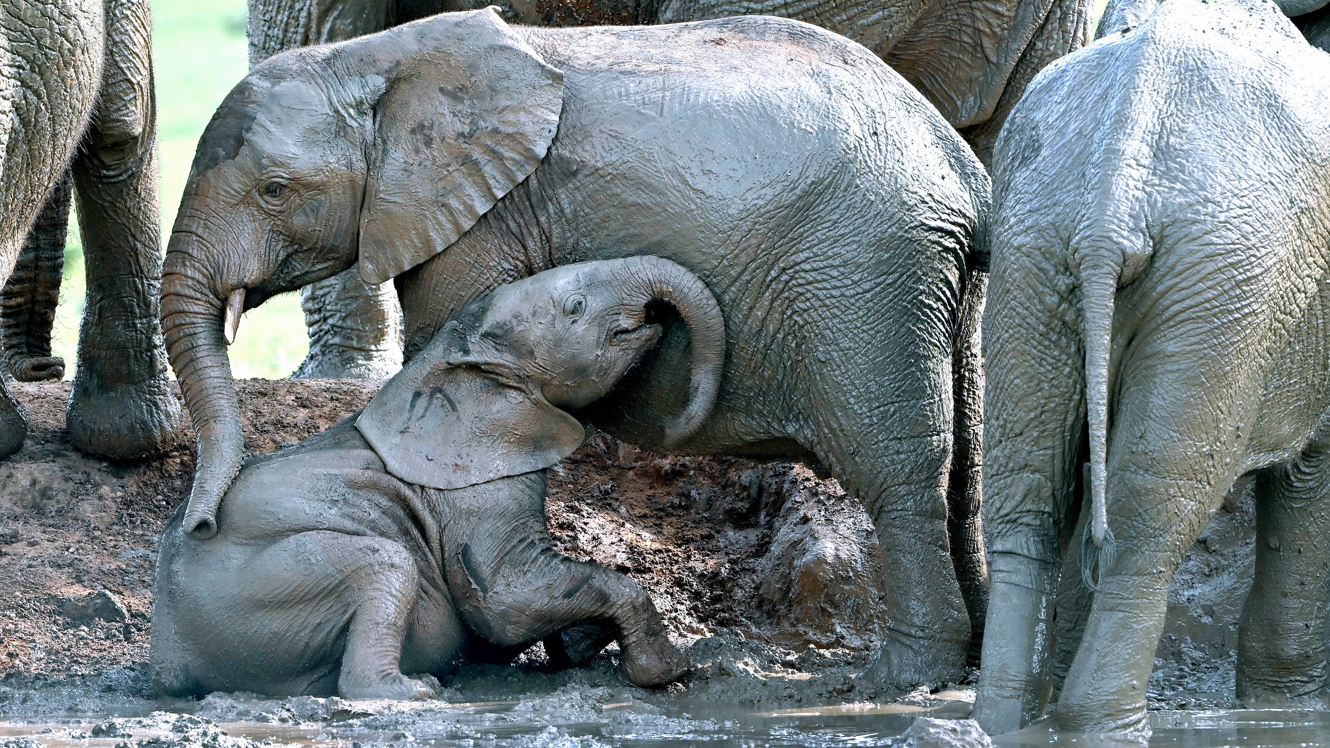 A baby elephant escapes a waterhole — and other news in pictures