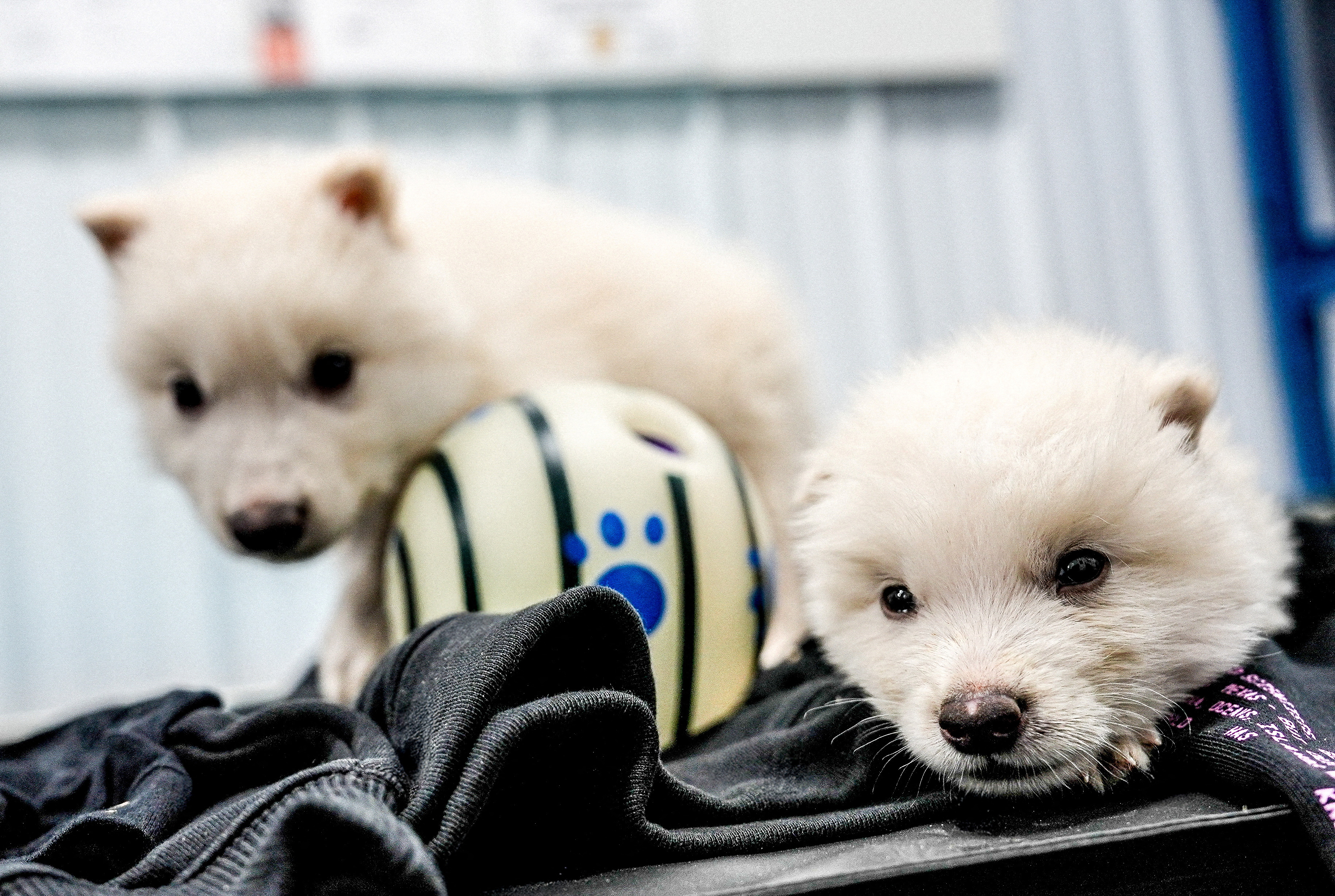 Two genetically modified dire wolf pups.