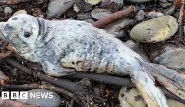 The Caithness husband and wife team rescuing poorly seal pups