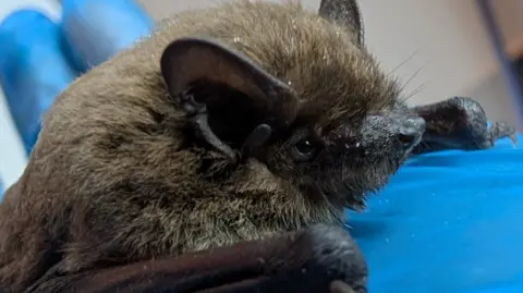 Durham Bat Group Nancy the bat is being held in blue latex gloves. In the photograph, her large black ears are pointed upwards and she has dark and light brown coloured fur.