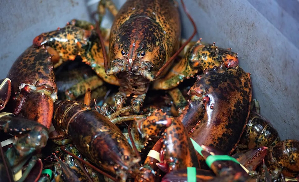 Lobster are prefer warm coastal waters, and so far increasing water temperatures don't appear to have affected stocks.